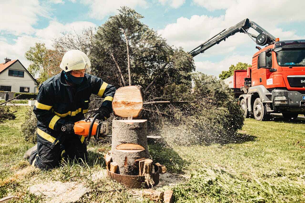 Best Tree Cutting Near Me  in Yuma, CO